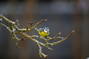 Eurasian blue tit in garden Kumla Sweden