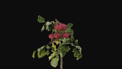 Wall Mural - Time lapse of drying Rosa Rubiginosa (sweet briar, sweet brier or eglantine) branch with red berries, with ALPHA transparency channel isolated on black background
