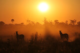 Fototapeta Konie - Zebras at sunrise in Okavango Delta