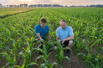 Poster - Landwirt und sein Sohn, hocken im jungen Mais und prüfen die Pflanzen.