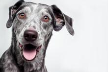 Close Up Portrait Cute Funny Gray Dog Smiling On Isolated White Background. A Beautiful Dog Photo For Advertises.