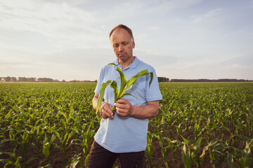 Poster - Landwirt hat eine junge Maispflanze im Maisfeld in der Hand.