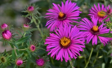 Wall Mural - purple and yellow flowers