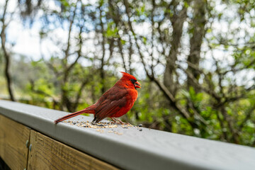 Wall Mural - cardinal on a fence eating seeds