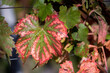 Autumn leaf of the vineyard.  Winemaking and organic fruit gardening. Vineyards in France. Close up. Selective focus.