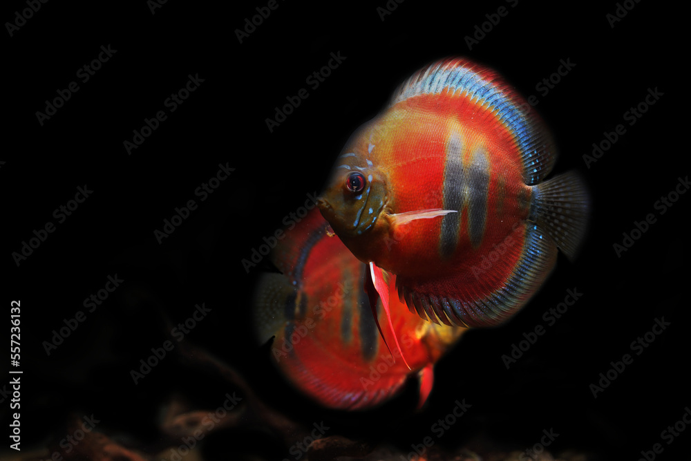 Pair of Red Ica Discus fish in aquarium Stock Photo | Adobe Stock