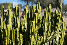 A Beautiful Green Cactus In An Arizona City Street