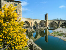 River Running Under A Beautiful Bridge Next To A Nice Yellow Tree. Wattle. Pont De Besalú, Girona, Spain.