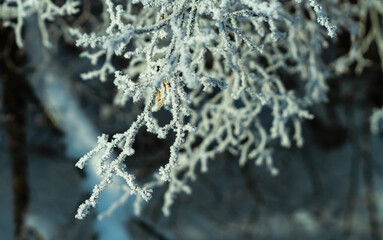 Wall Mural - Frosted tree branch. Cold weather outside in nature. close up