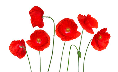Wall Mural - coquelicots