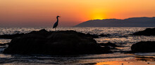 Sunset Bird Silhouette Great Egret Colorful Banner
