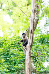 Monkey, capuchin monkey in a woods in Brazil among trees in natural light, selective focus.