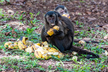 Monkey, capuchin monkey in a rural area in Brazil loose on the ground, natural light, selective focus.