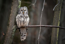 Ural Owl ( Strix Uralensis ) Close Up