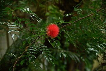 Wall Mural - Red powder-puff ( Calliandrahaematocephala ) blossoms. Fabaceae evergreen shrub native to South America.