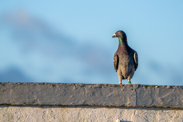 Wall Mural - pigeon dove portraits close-up view 