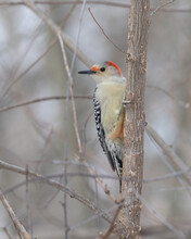 Adult Female Red Bellied Woodpecker. This Woodpecker Bird Is Perched On The Side Of A Tree Looking. Females Have A Red Nape Lacking The Red Crown. Colors Are Black Red And White. Natural Environment. 