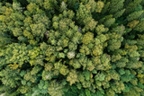 Aerial of a late summer mixed boreal forest in Estonia, Northern Europe	