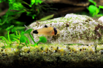 Wall Mural - Corydoras panda in freshwater aquarium tank