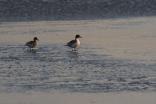 A Pair Of Northern Pintail Ducks Walking On The Ice Covering The Surface Of A Frozen Lake On A Cold Winter Morning.