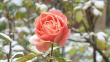 Timelapse, Snow Falls On A Rose Flower. 