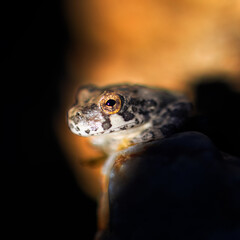 canyon tree frog