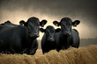 Black angus cows on a field of straw. Generative AI