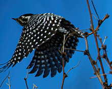 Woodpecker In Flight