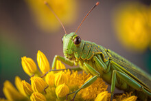 A Green Grasshopper Captured In Close Up On A Yellow Blossom. Generative AI