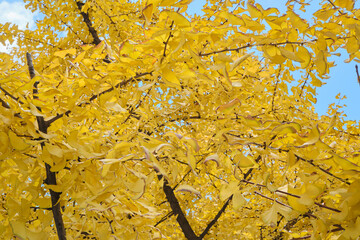 yellow leaves of ginkgo trees