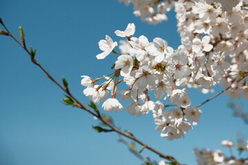 white cherry blossom