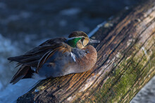 Baikal Teal Portrait Closeup Resting On A Tree Trunk Floating On Frozen Waters. Bimaculate Duck Or Squawk Duck Relaxing Under The Sun.