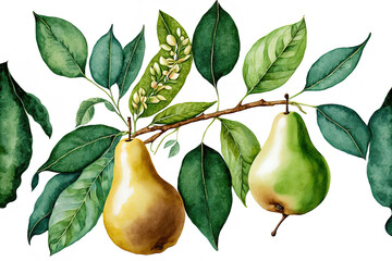 Sticker - pears in green watercolor. A complete and a half pear fruit with leaves. botanical flower composition that is realistic. isolated image on a white background. unusual cuisine design element created by