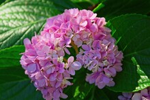 Cluster Of Pink Flowers Surrounded By Green Leaves.