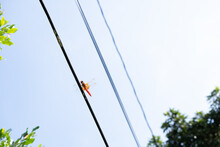 Dragonfly On A Wire