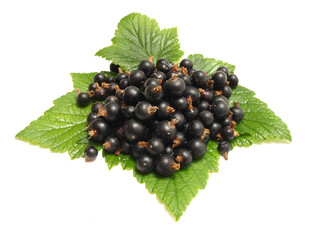 Wall Mural - Black currant isolated on white