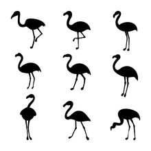 Flamingo Bird Collection Silhouettes Vector Illustration Isolated White Background