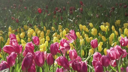 Wall Mural - pink yellow tulip flower growing decorating in garden