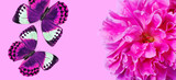 Fototapeta Motyle - pink color. tropical morpho butterflies and peony flower close-up on pink background