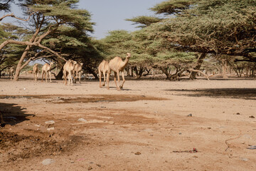 A herd of camels drinking water at Kalacha Oasis in Marsabit Couty, Kenya