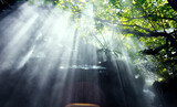 Fototapeta Natura - Tropical jungle with river and sun beam and foggy in the garden.