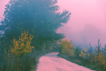 Poster - Dirt country road in the early misty morning. Rural landscape