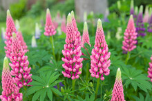 Lupin, Lupinus Plant With Pink Flowers Growing In A UK Garden