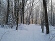 Las zimą. Zima w warmińskim lesie