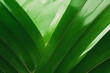closeup of beautiful palm leaves in a wild tropical.