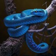 Blue viper snake closeup face, head of viper snake. Generative AI