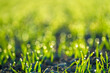 © Science RF - Field of wheat seedlings