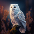 A White Owl 