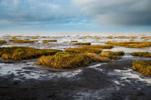 Wadden Sea On The Island Romo In Denmark, Intertidal Zone, Wetland With Plants, Low Tide At North Sea