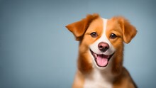 A Cute, Smiling Nova Scotia Duck Tolling Dog In Studio Lighting With A Colorful Background. Sharp And In Focus. Ideal For Adding A Friendly Touch To Any Project.